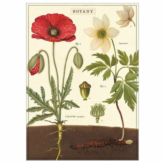 Vintage Poster - Poppy