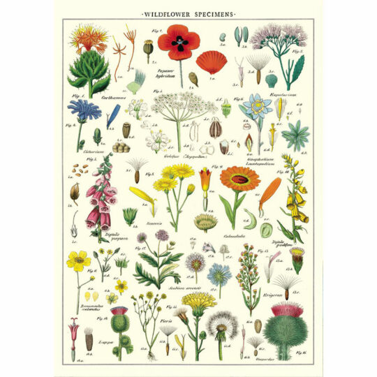 Vintage Poster - Wild Flowers