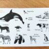 Black and White infant Cards