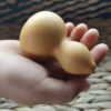 Infant Acoustic Gourd