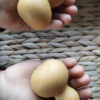 Infant Acoustic Gourd