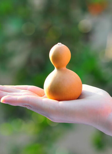 Infant Acoustic Gourd