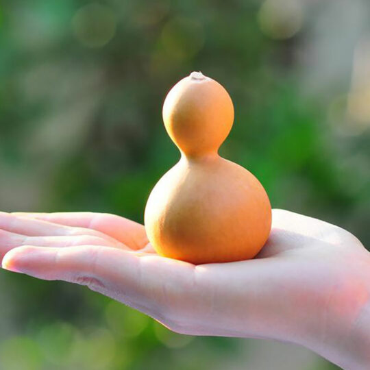 Infant Acoustic Gourd
