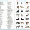 Wild Animal Family Match - Pk28