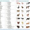 Domestic Animal Family Match - Pk28