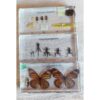Life Cycle of a Butterfly - Teaching Specimens