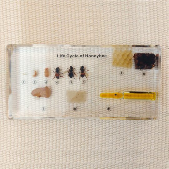 Life Cycle of a Bee - Teaching Specimens