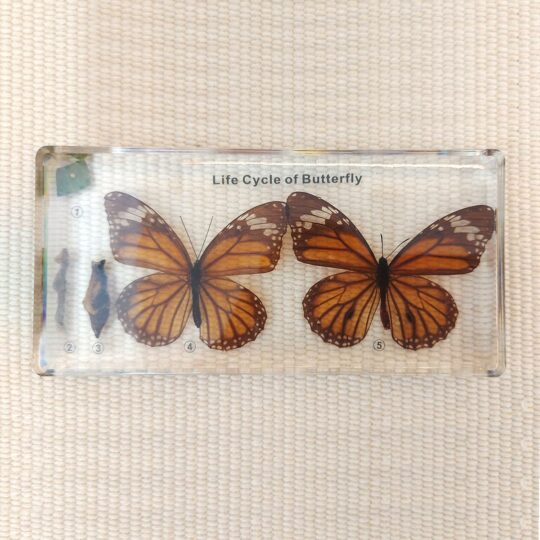 Life Cycle of a Butterfly - Teaching Specimens