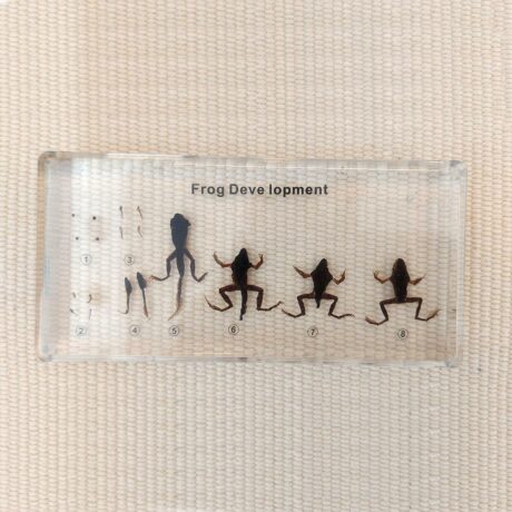 Life Cycle of a Frog - Teaching Specimens