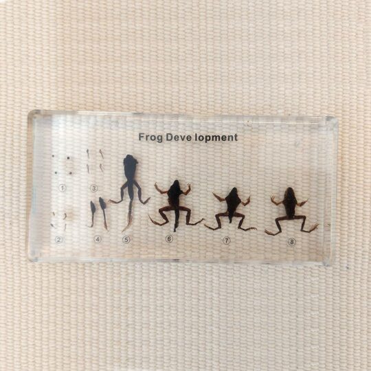 Life Cycle of a Frog - Teaching Specimens
