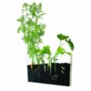 Vivarium observation of roots and earthworms