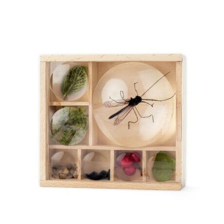 Bug Box with magnifying lid