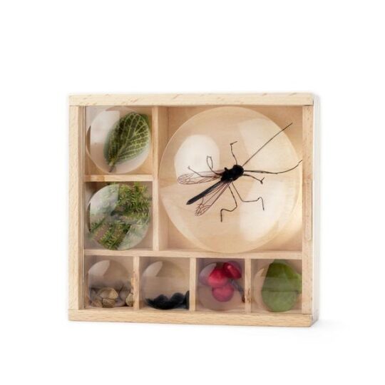 Bug Box with magnifying lid