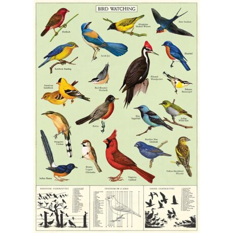 Vintage Poster - Study of Birds