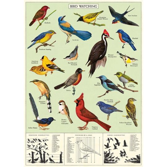 Vintage Poster - Study of Birds